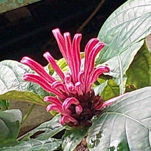 Justicia carnea Flower