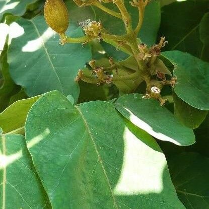 Fernandoa adenophylla Flor