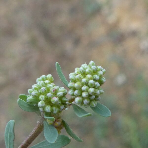 Corrigiola litoralis 花