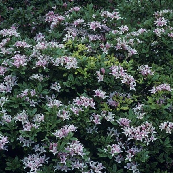 Rhododendron arborescens Συνήθη χαρακτηριστικά