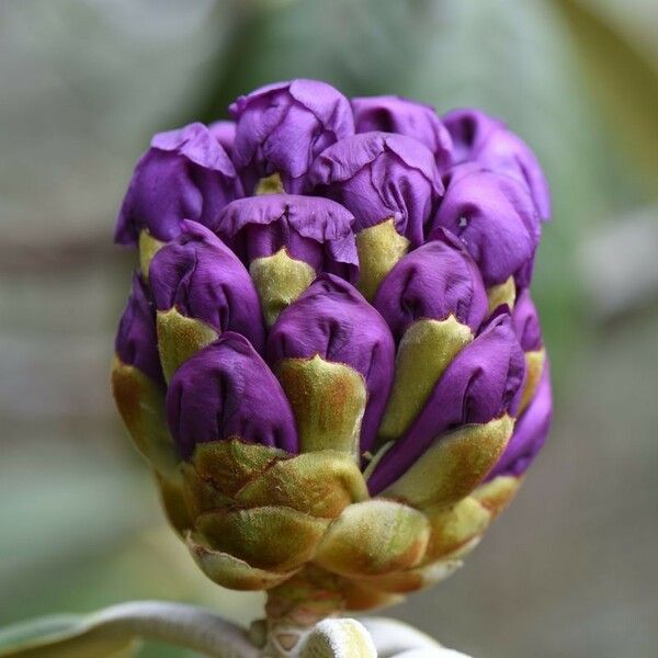 Rhododendron niveum Fleur