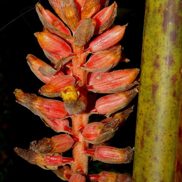 Renealmia alpinia Blüte