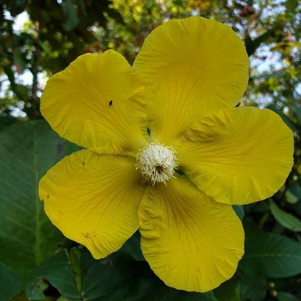 Dillenia suffruticosa Flor