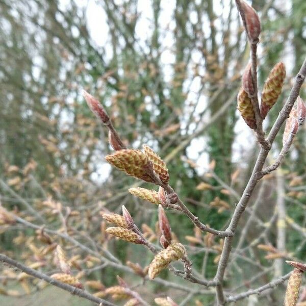 Myrica gale Fruit