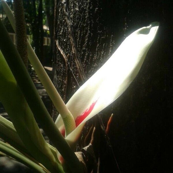 Philodendron ornatum Flower