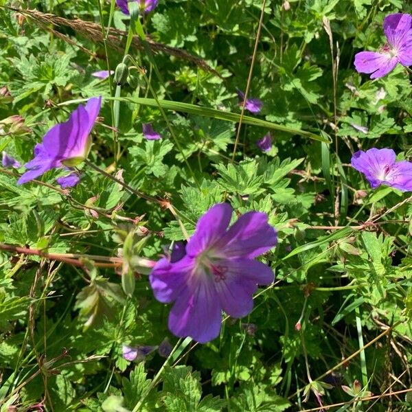 Geranium platypetalum Кветка