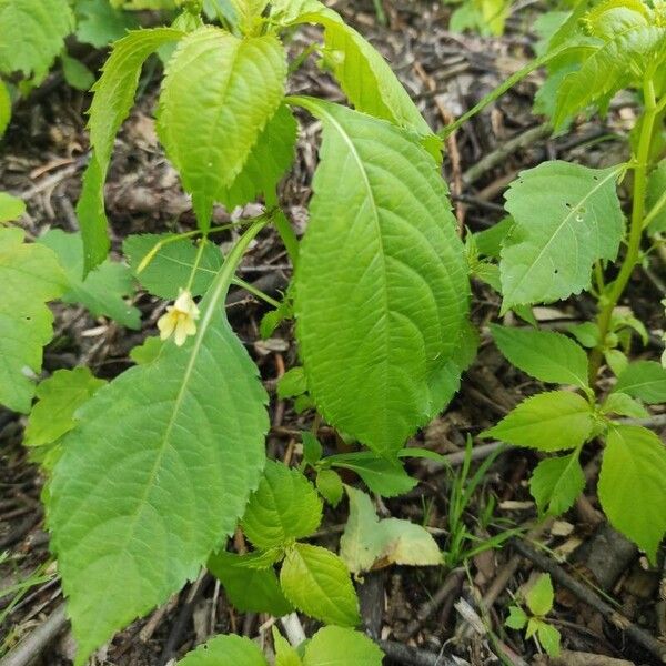 Impatiens parviflora Blad