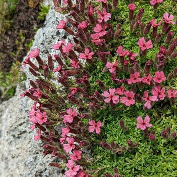 Saponaria pumilio (Pygmy pink)