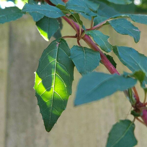 Fuchsia magellanica Folio