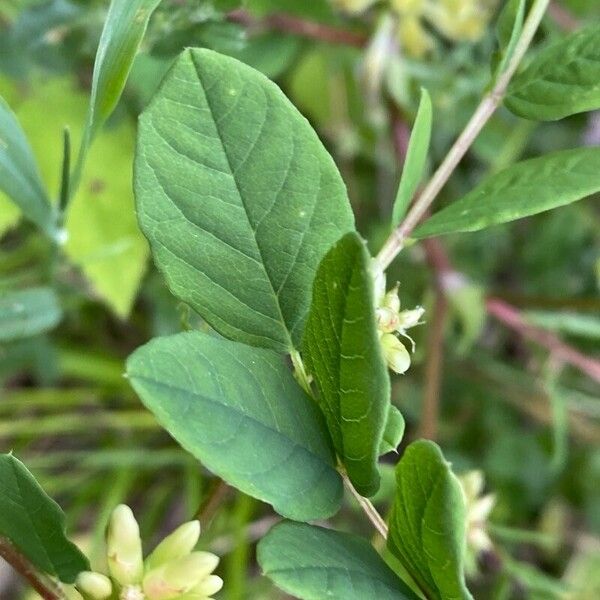 Astragalus glycyphyllos Leaf