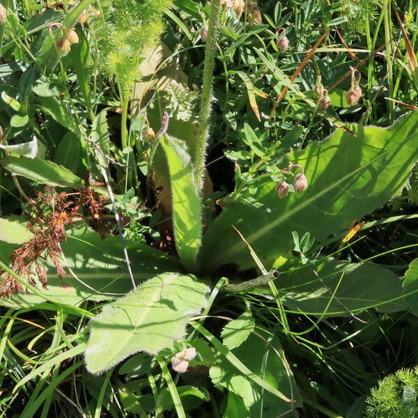 Hypochaeris maculata Leaf