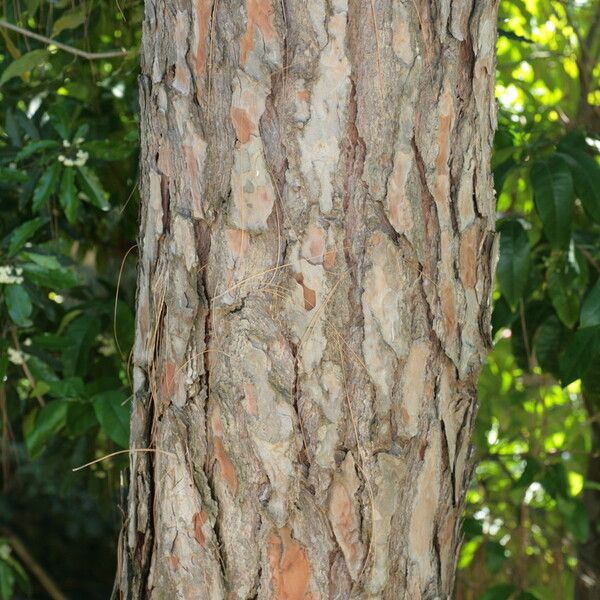 Pinus canariensis Bark