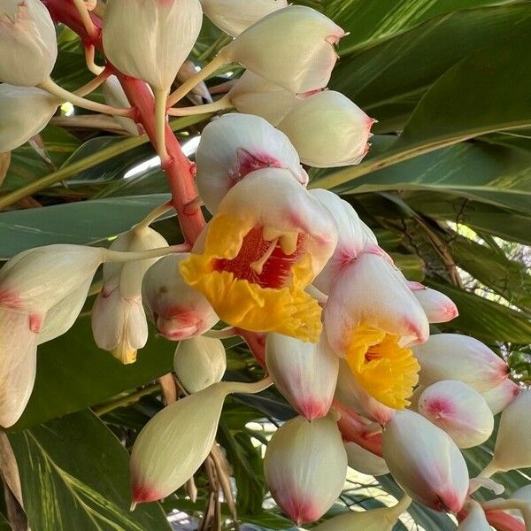 Alpinia zerumbet Bloem