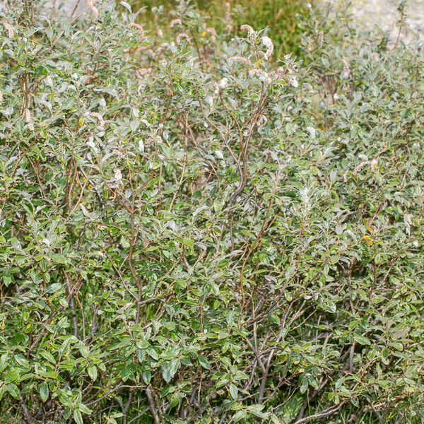 Salix helvetica Habitus