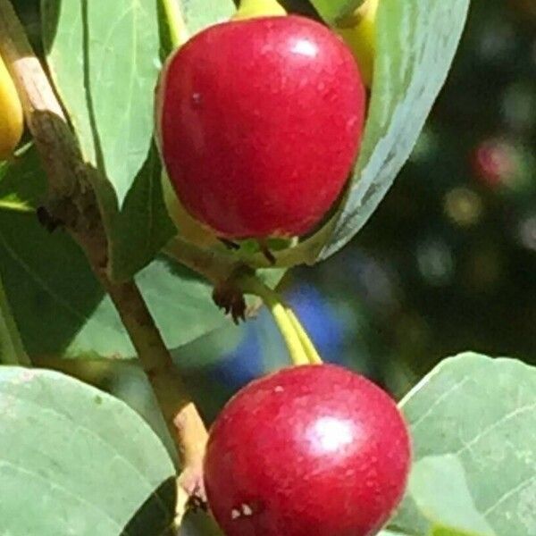 Phyllogeiton zeyheri Fruit