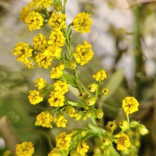 Euthamia graminifolia Květ