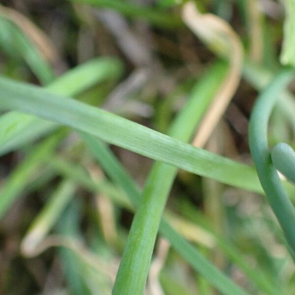 Allium schoenoprasum পাতা