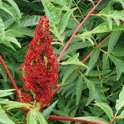 Rhus glabra Flower