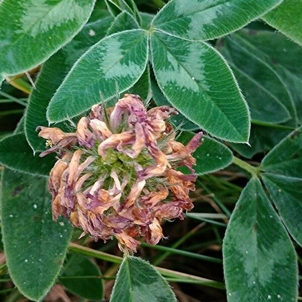 Trifolium medium Frugt