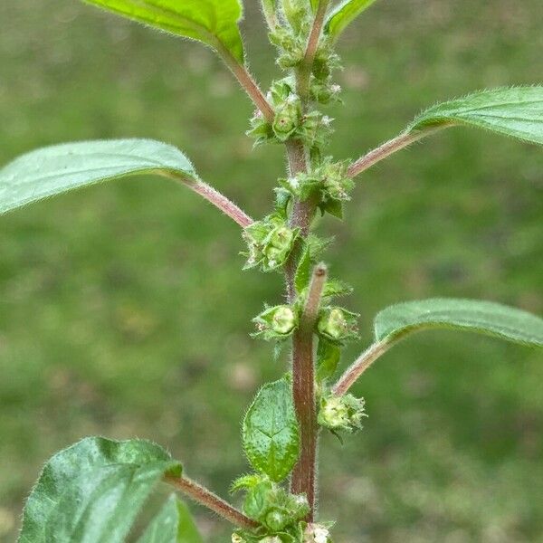 Parietaria judaica Blomst