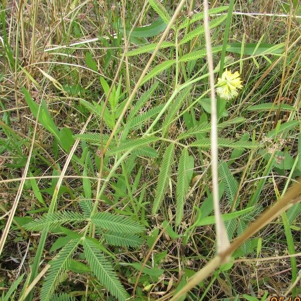 Neptunia pubescens Habitatea