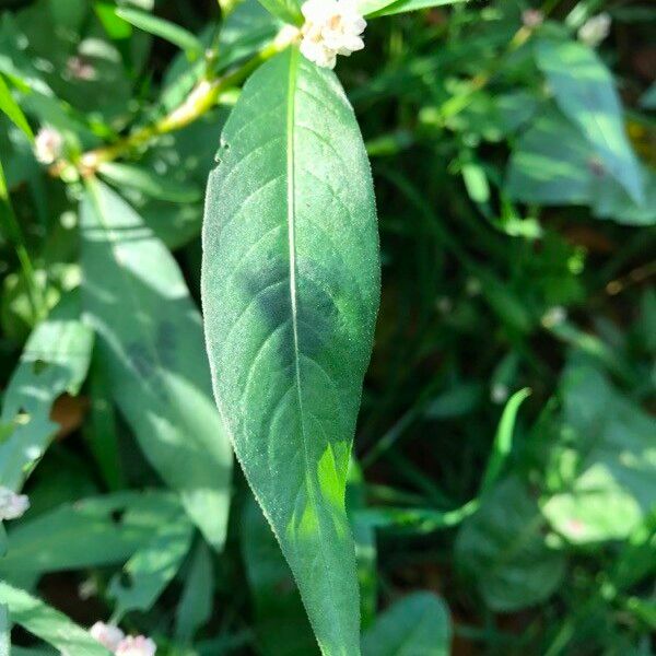 Persicaria maculosa Folha