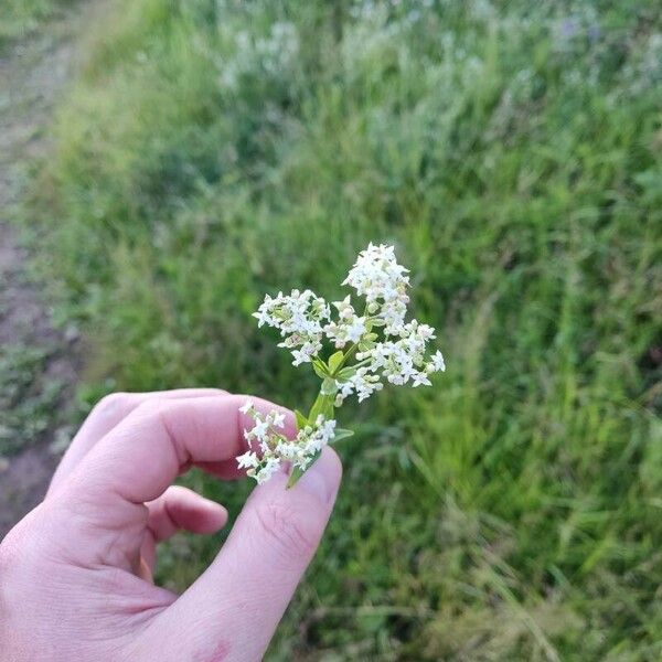 Galium boreale Virág