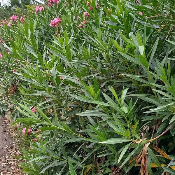 Nerium oleander Φύλλο