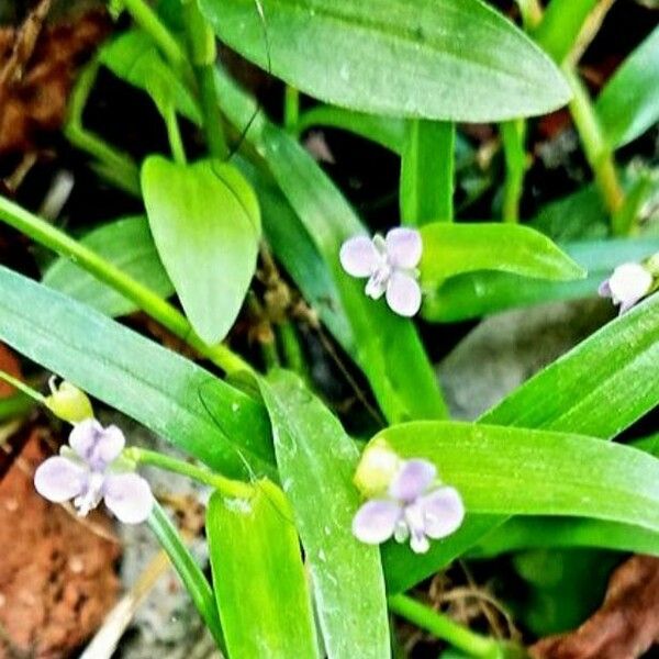 Murdannia nudiflora ফুল