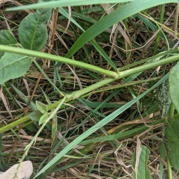 Desmodium paniculatum Kôra