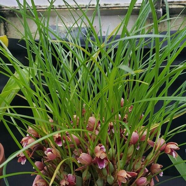 Maxillaria sanguinea Celota