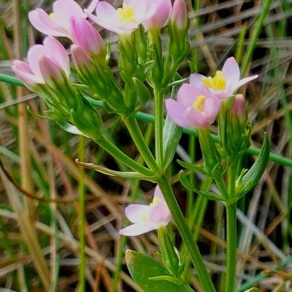 Centaurium erythraea Cvet