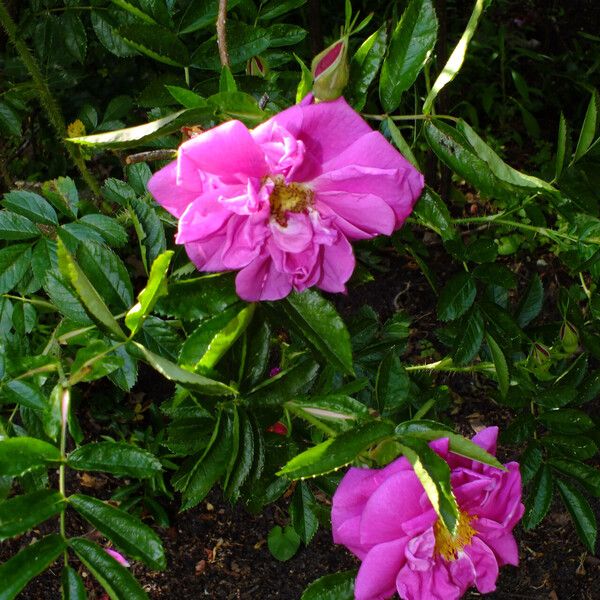 Rosa blanda Blomma