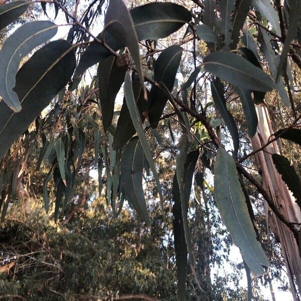 Eucalyptus globulus Deilen
