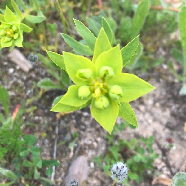 Euphorbia falcata 花