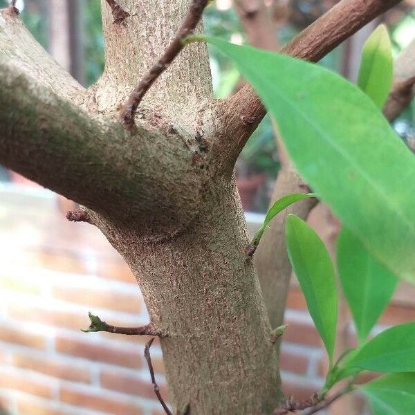 Erythroxylum coca Bark