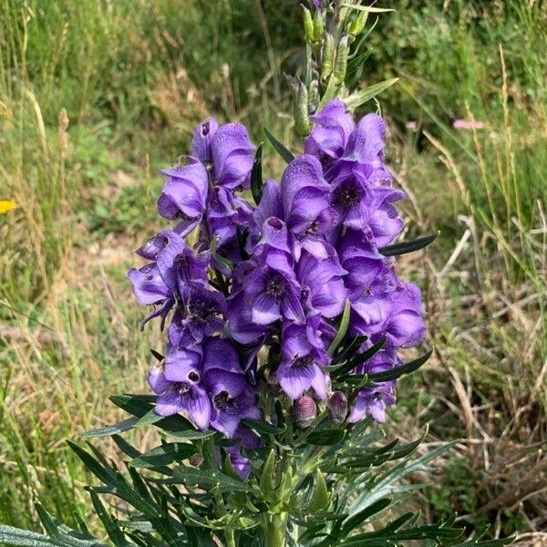 Aconitum variegatum Λουλούδι