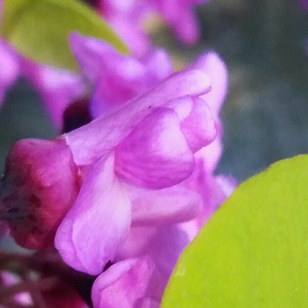 Cercis siliquastrum Blodyn