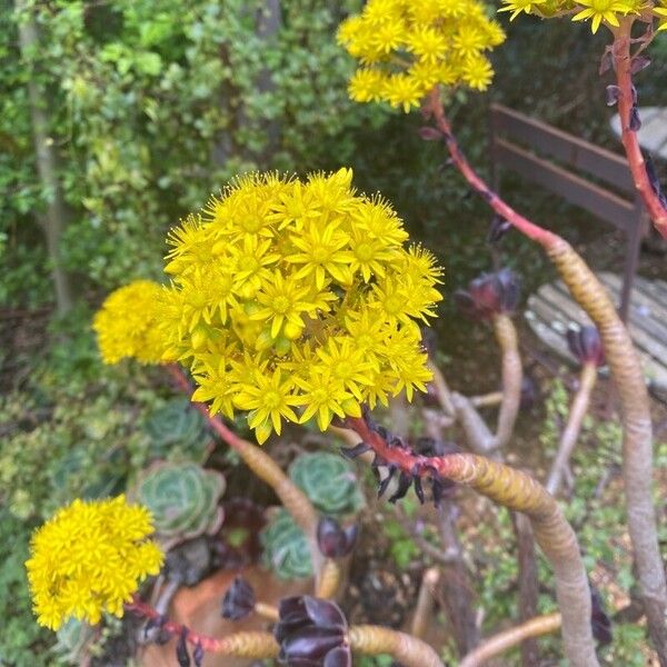 Aeonium arboreum Flower