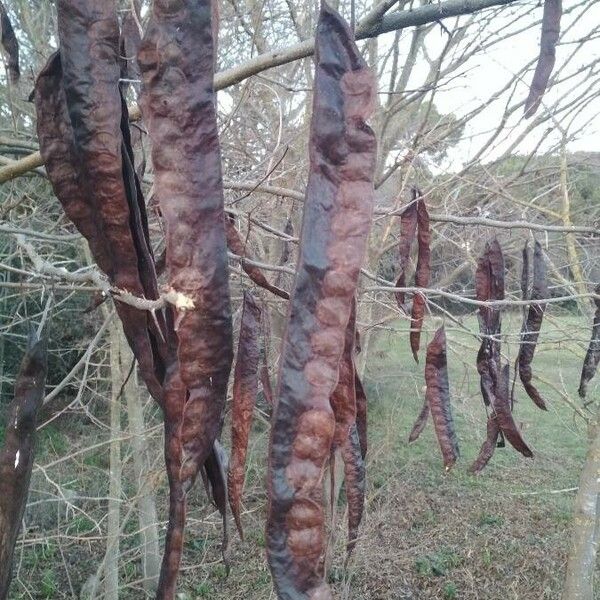 Gleditsia triacanthos Froito