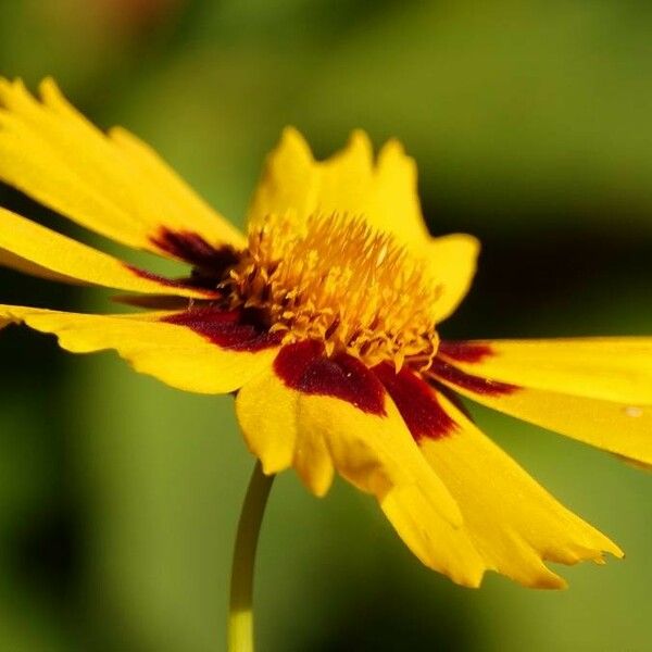 Coreopsis tinctoria Fleur