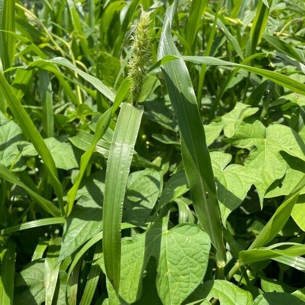 Setaria adhaerens Leaf