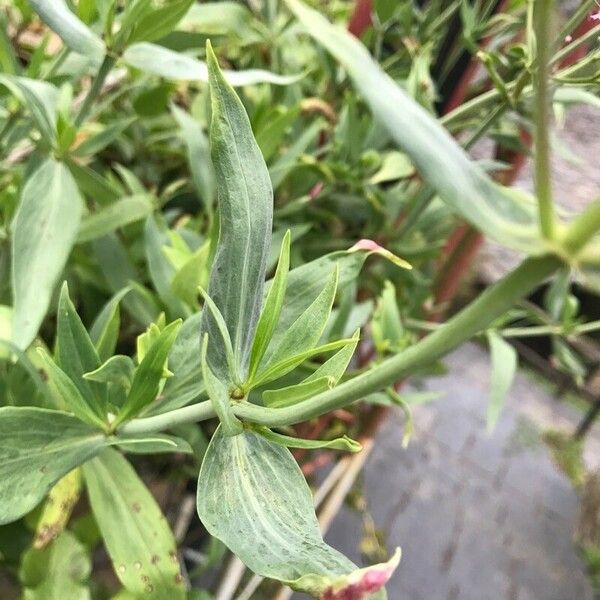Centranthus lecoqii Leaf