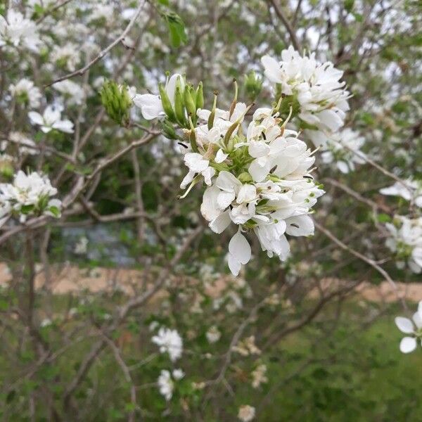 Bauhinia lunarioides Blüte