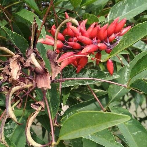 Erythrina crista-galli Çiçek