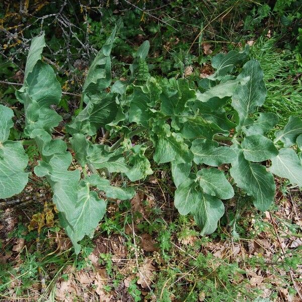 Opopanax chironium Blatt