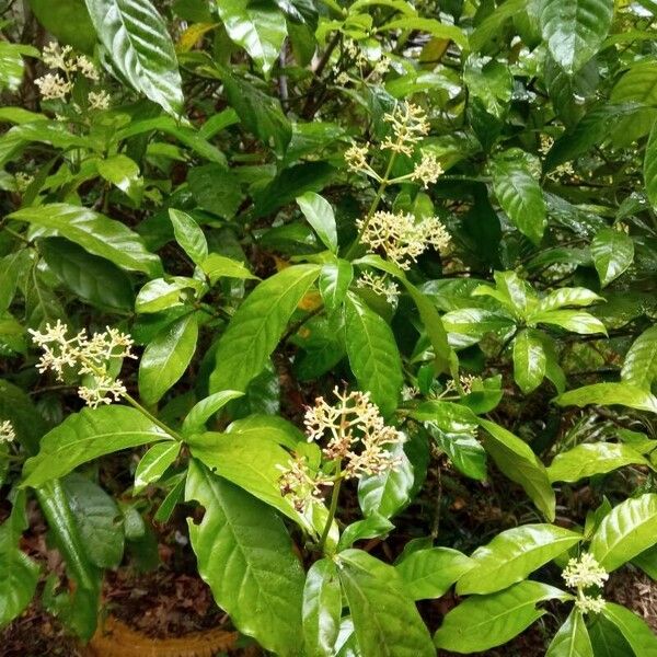 Psychotria carthagenensis Flower