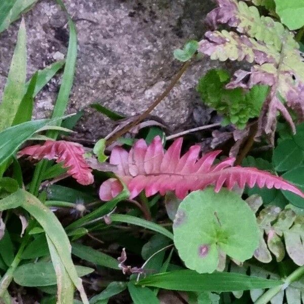 Blechnum occidentale Leht