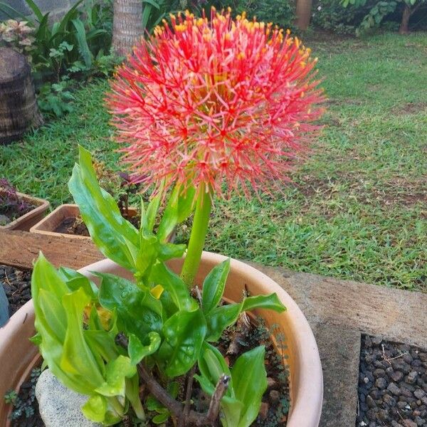 Scadoxus multiflorus ᱥᱟᱠᱟᱢ