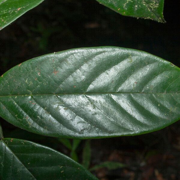 Annona neoelliptica 葉